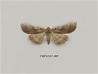 藏品(兩色波紋蛾)的圖片